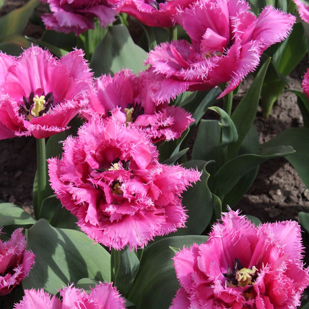 Tulipe dentelée double Match Point