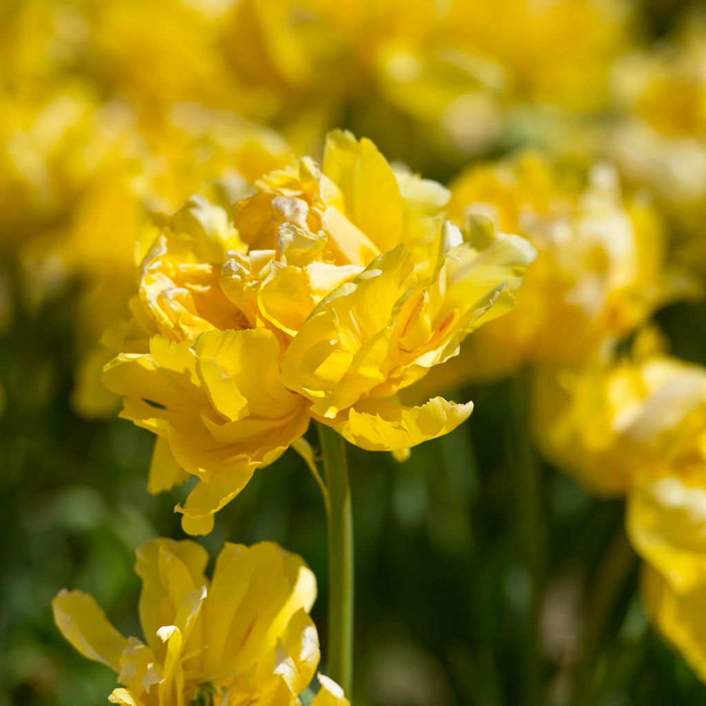 Tulipe double hâtive Yellow Margarita
