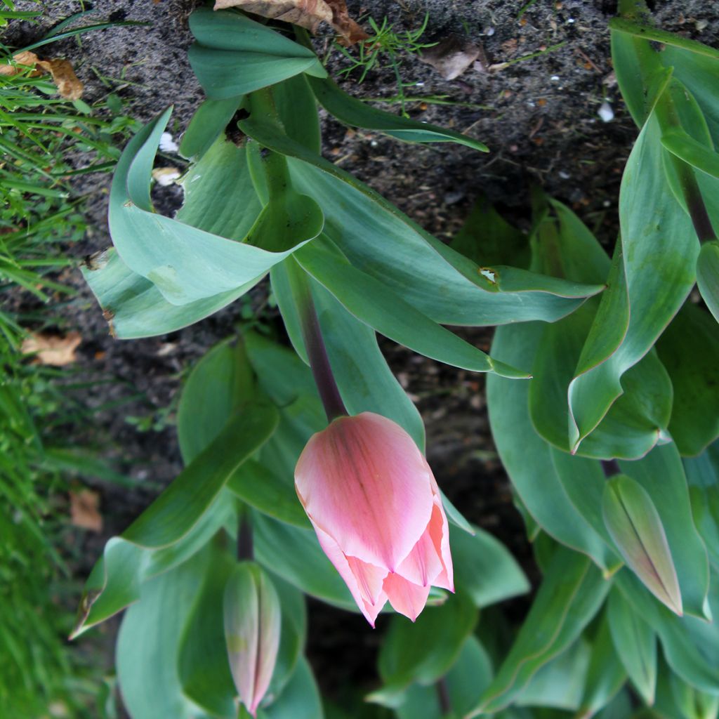 Tulipe fosteriana Albert Heijn