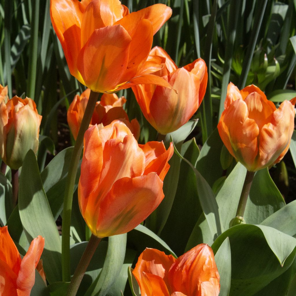 Tulipe fosteriana Orange Emperor