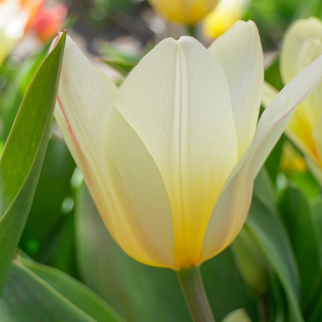Tulipe botanique greigii White Fire