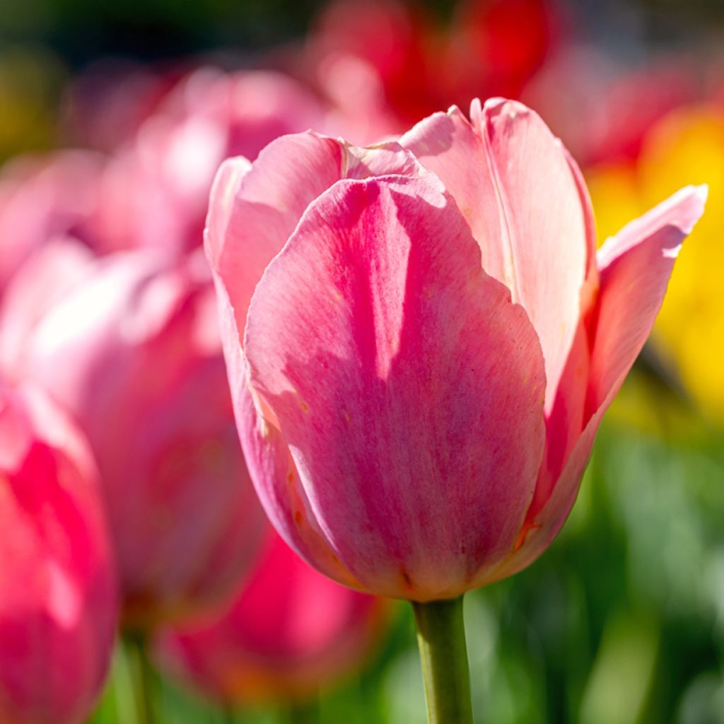 Tulipe Triomphe Préludium