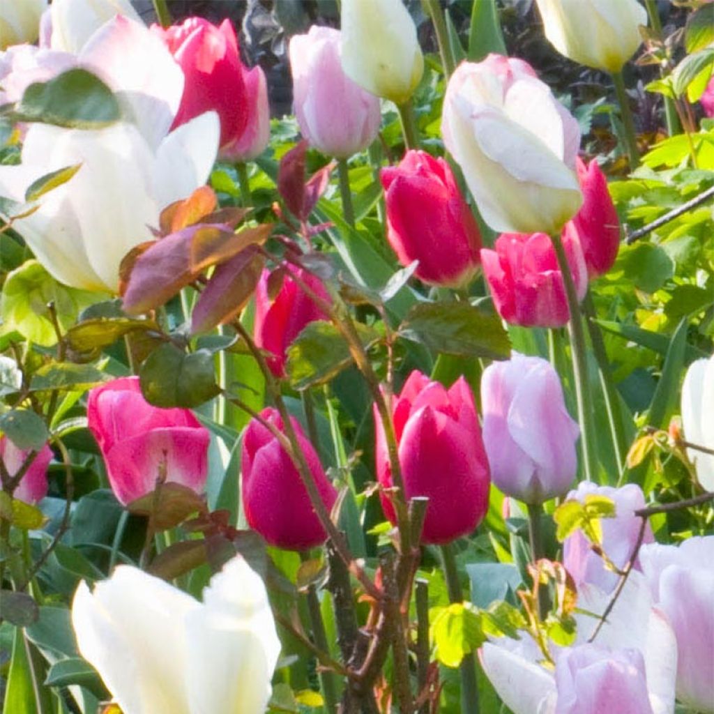 Tulipe simple hâtive Christmas Marvel