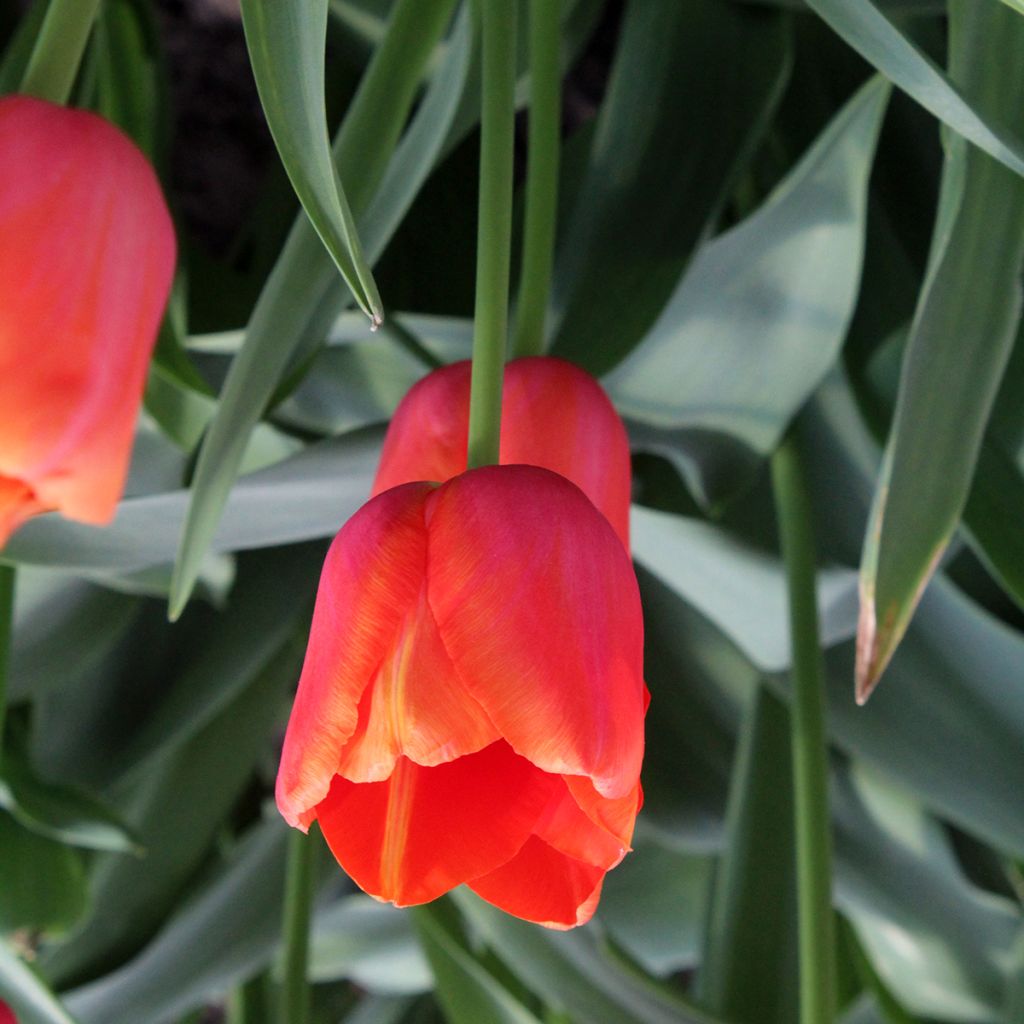 Tulipe simple tardive Avignon