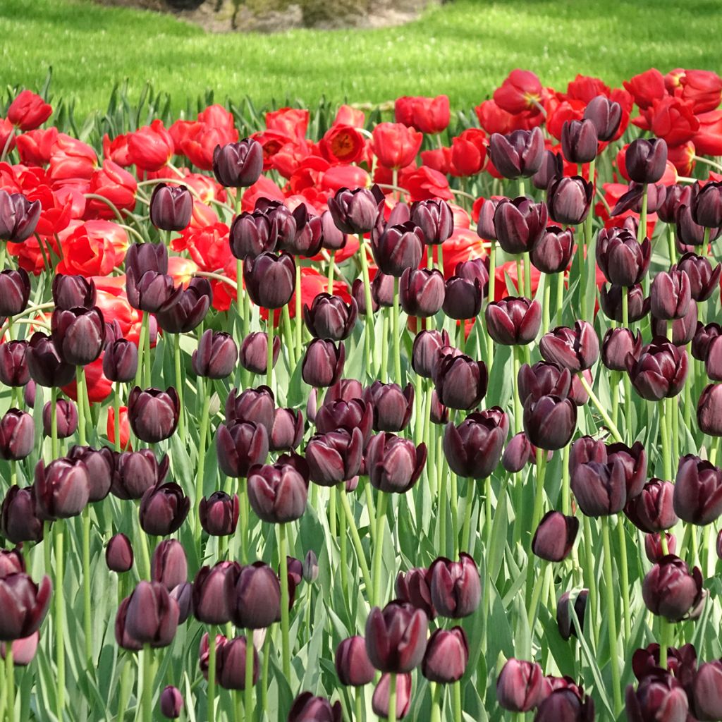 Tulipe simple tardive Reine de la Nuit