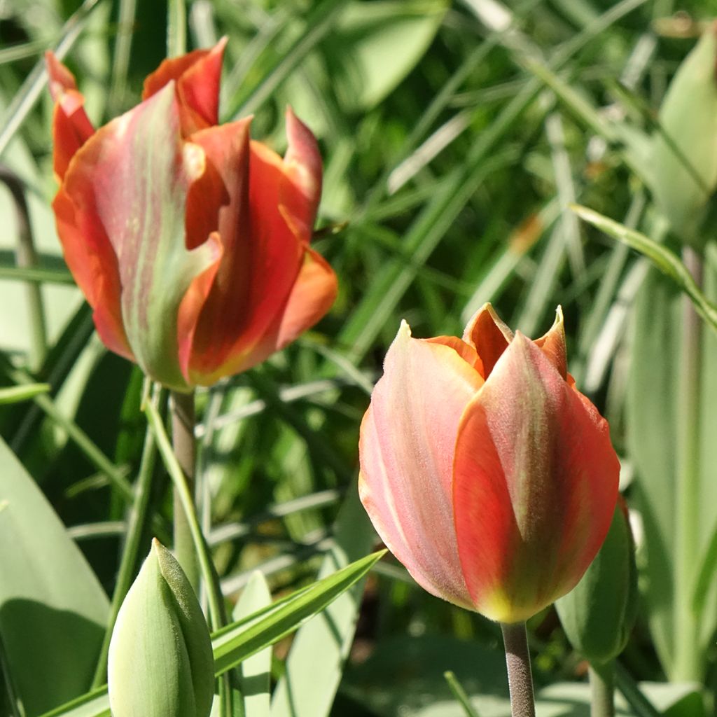 Tulipe viridiflora Artist