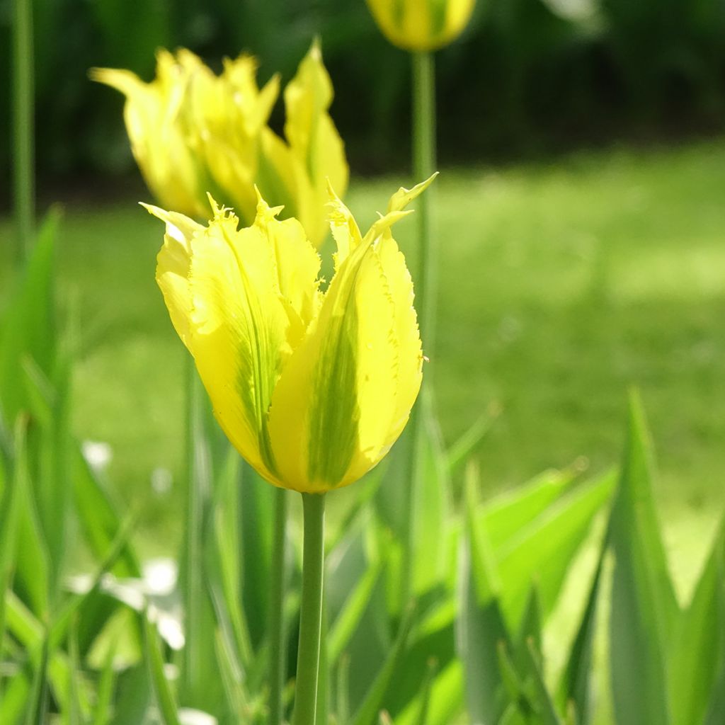 Tulipe viridiflora Green Mile