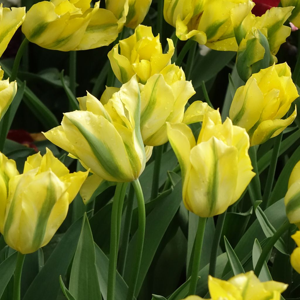 Tulipe viridiflora Yellow Spring Green