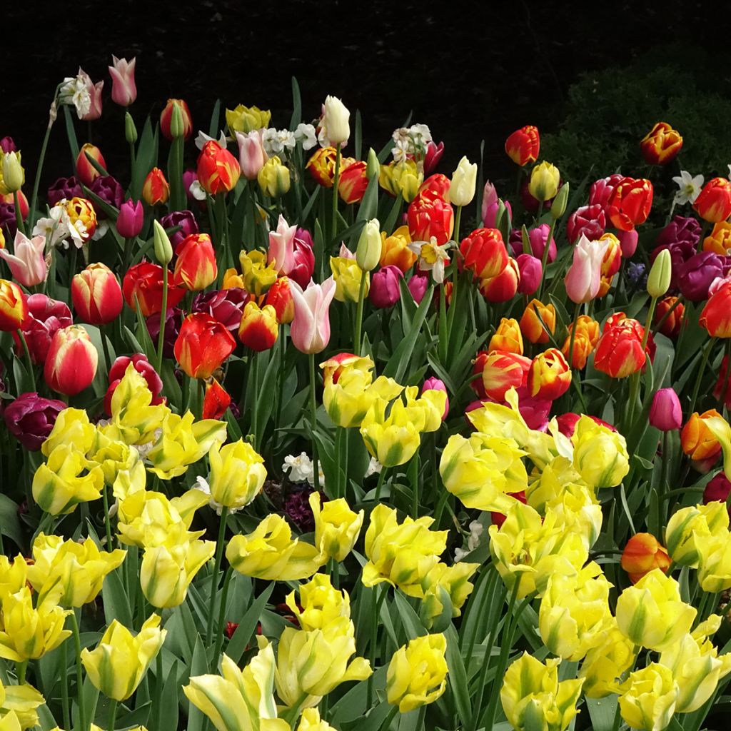 Tulipe viridiflora Yellow Spring Green