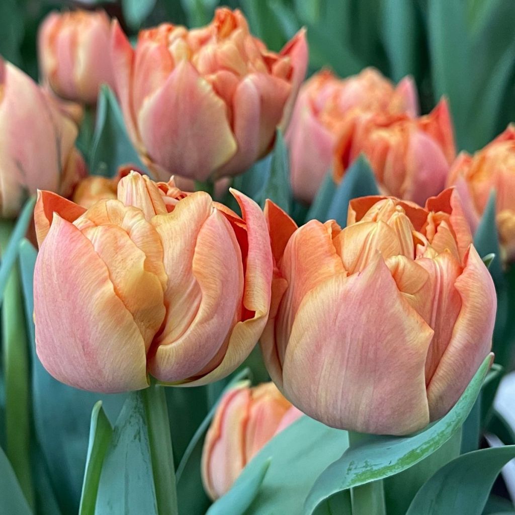Tulipe Double Hâtive Valdivia