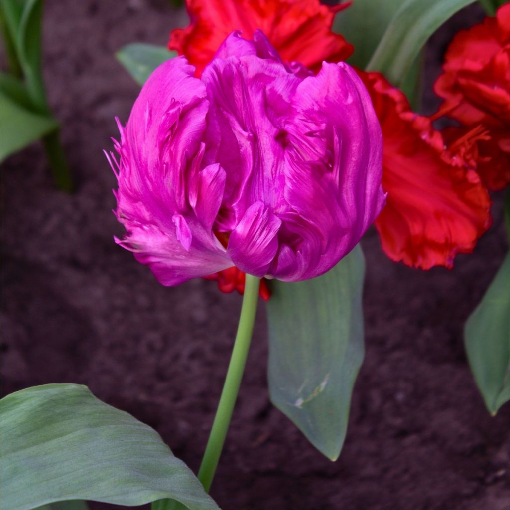 Tulipe Perroquet Parrot Prince
