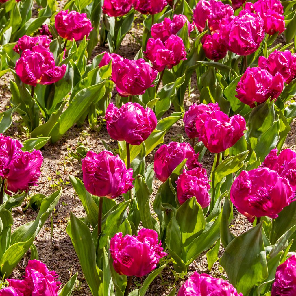 Tulipe Perroquet Parrot Prince