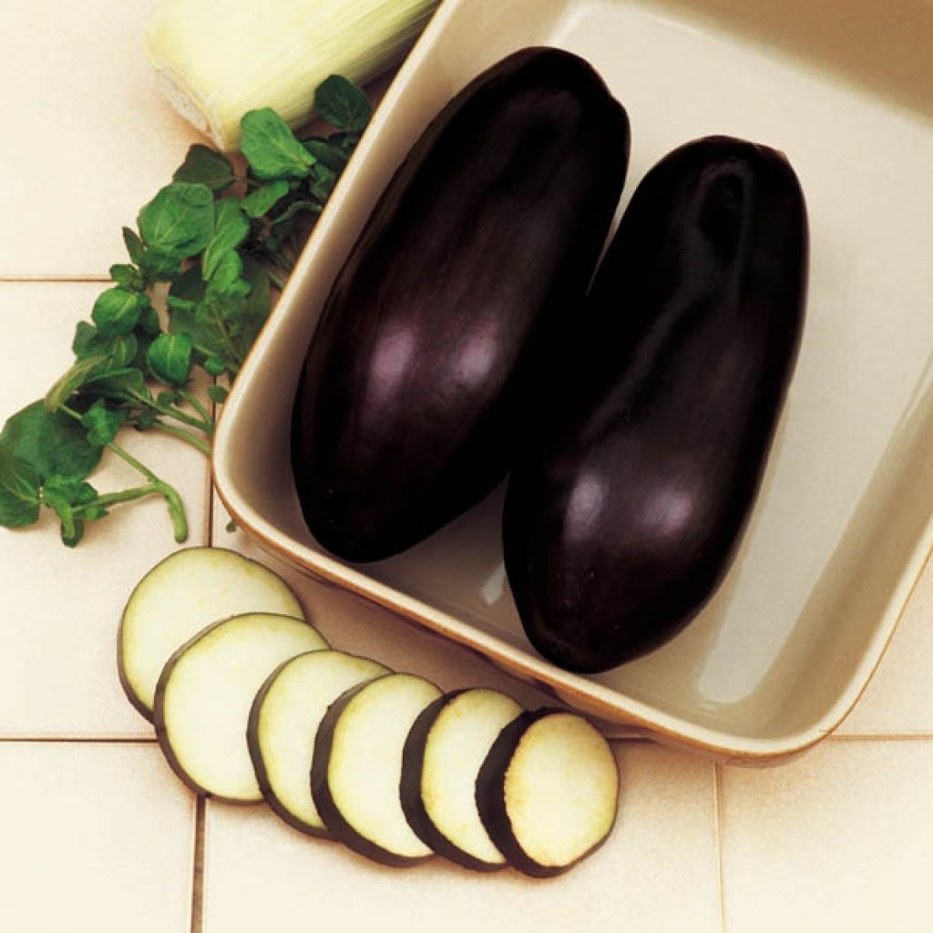 Aubergine Black Beauty