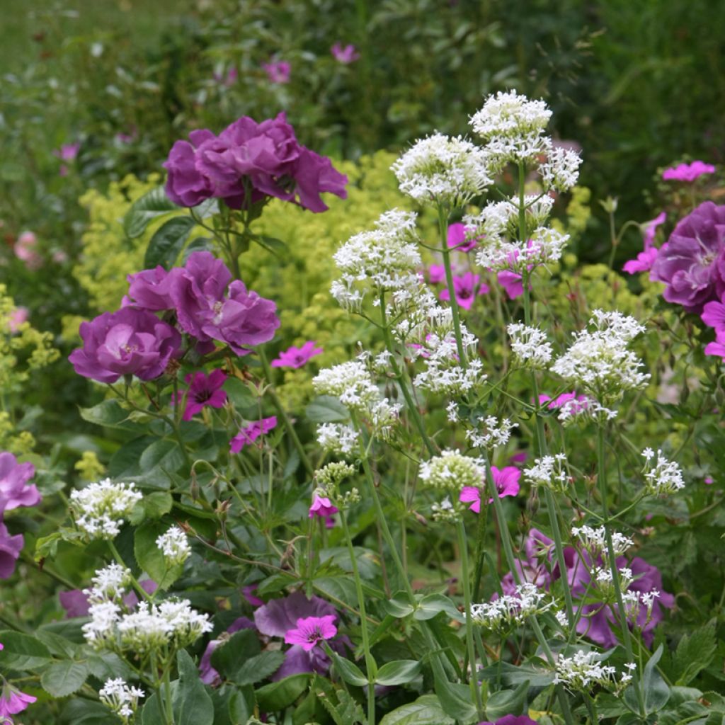Valériane blanche, Centranthus ruber albus