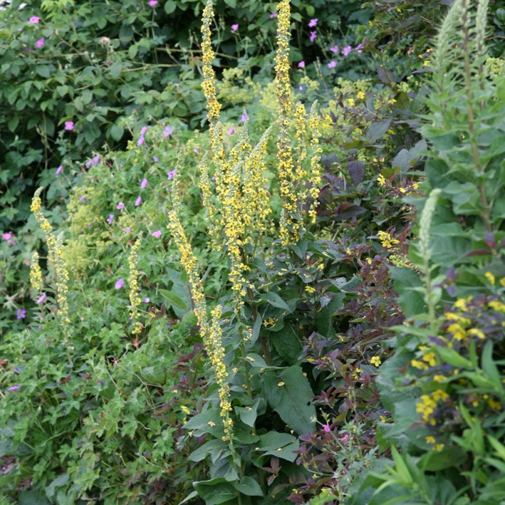 Verbascum Hybride Cotswold Queen