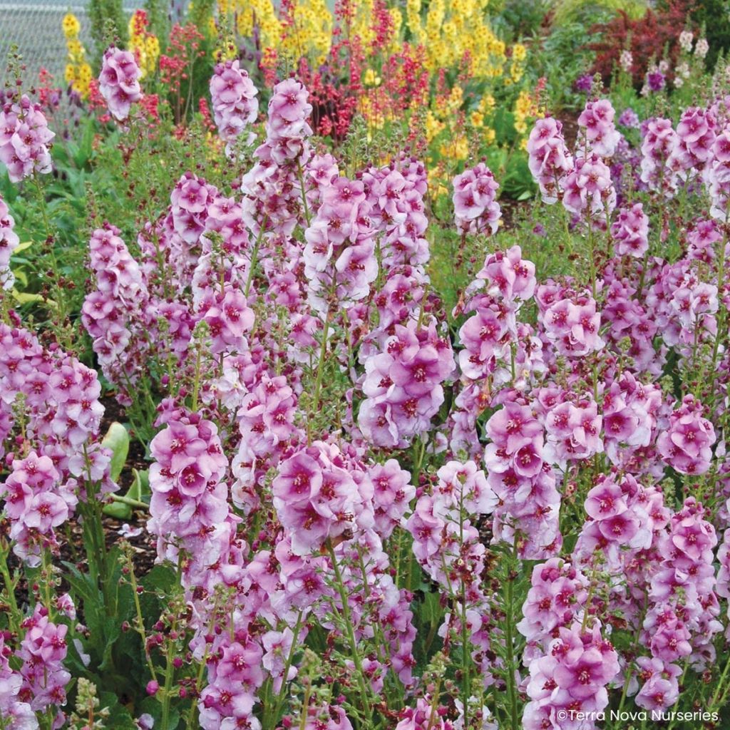 Verbascum Lavender Lass - Molène hybride