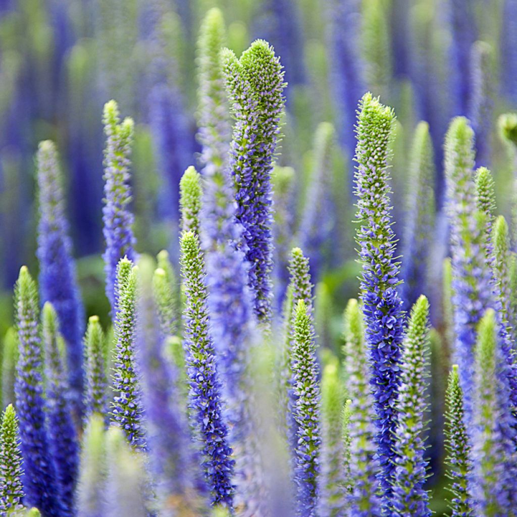 Veronica spicata Royal Candles - Véronique en épis