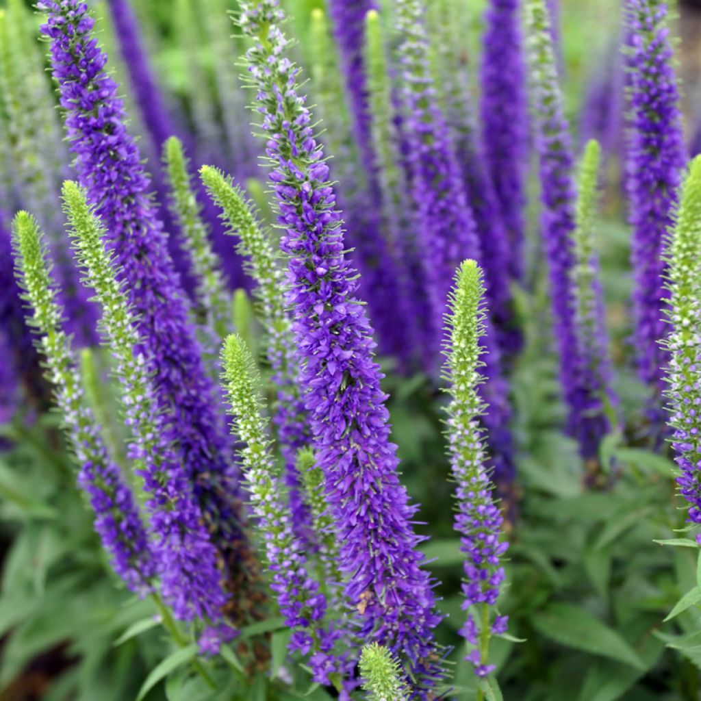 Veronica spicata Royal Candles - Véronique en épis