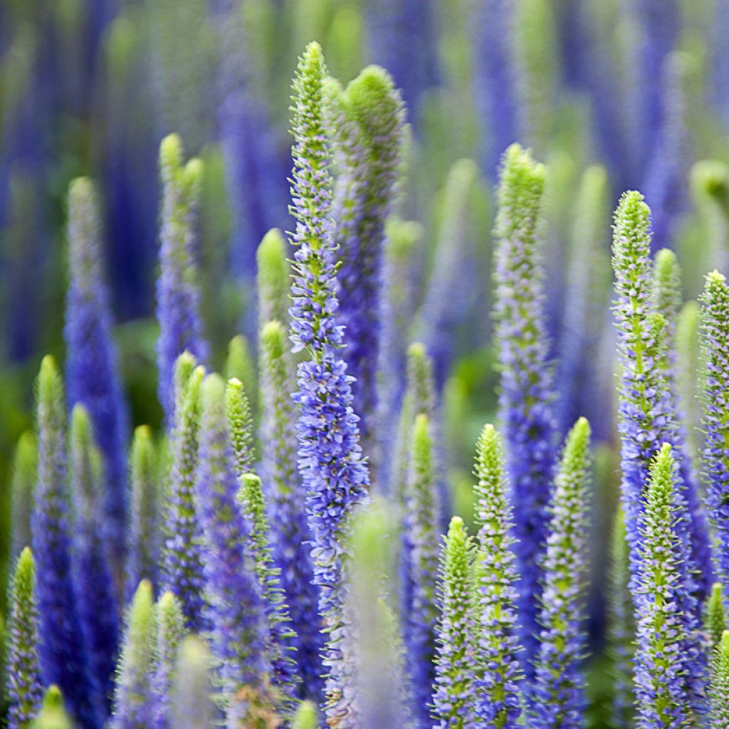 Veronica spicata Royal Candles - Véronique en épis
