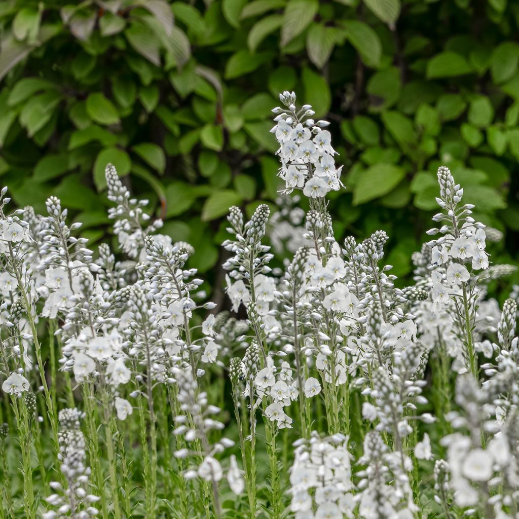Veronica  gentianoides Tissington White - Véronique du Caucase