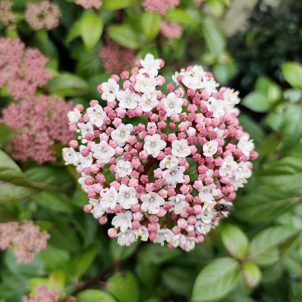 Viburnum tinus Eve Price - Laurier tin