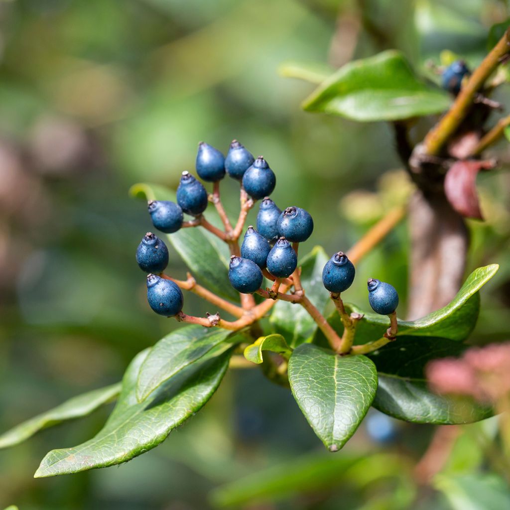 Viburnum tinus Eve Price - Laurier tin