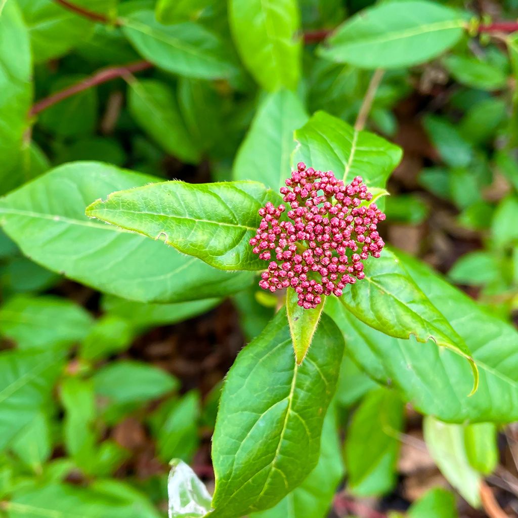 Viburnum tinus Lisarose - Laurier-tin rose