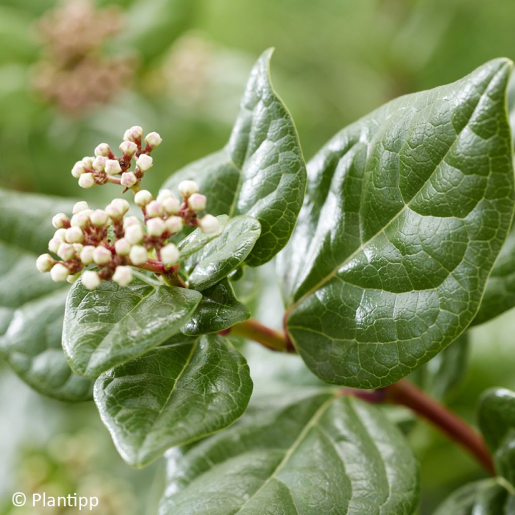 Viburnum tinus Rock'n Rolla - Laurier tin
