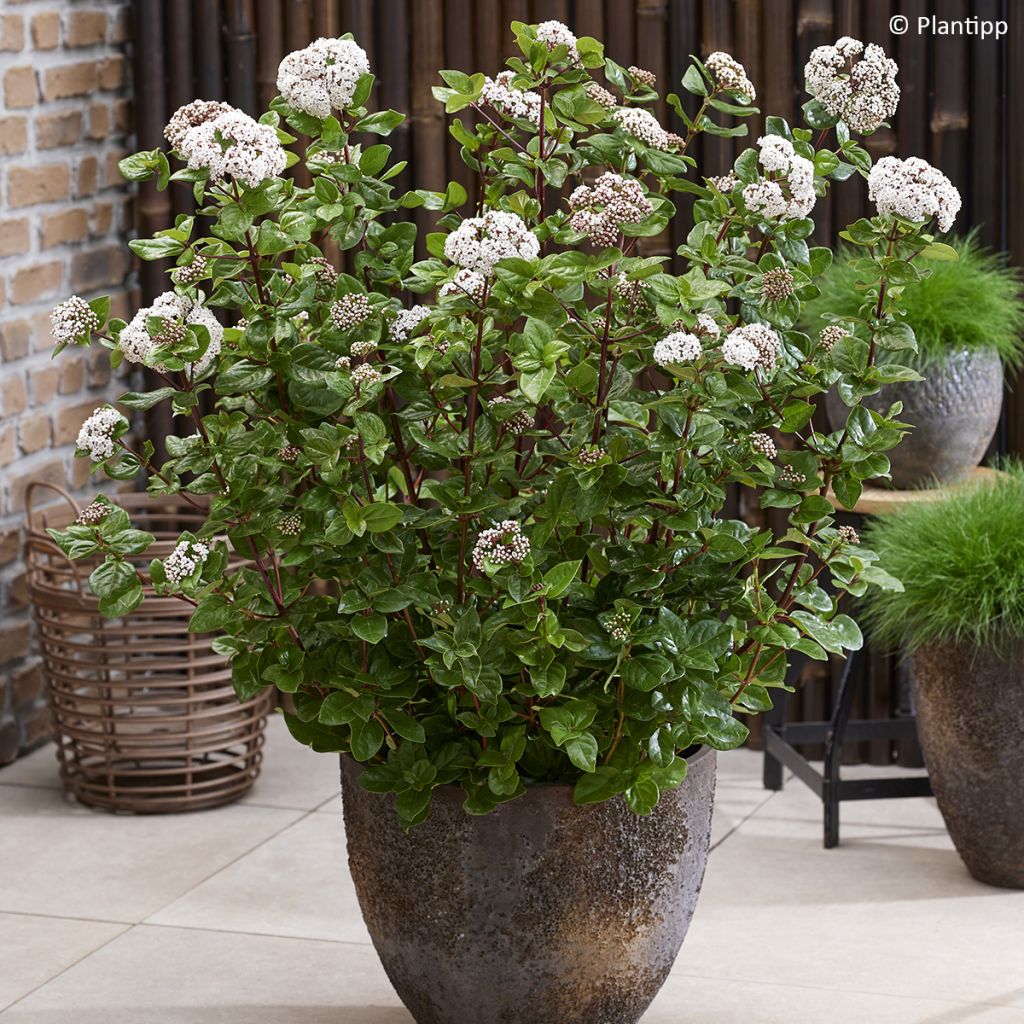 Viburnum tinus Rock'n Rolla - Laurier tin