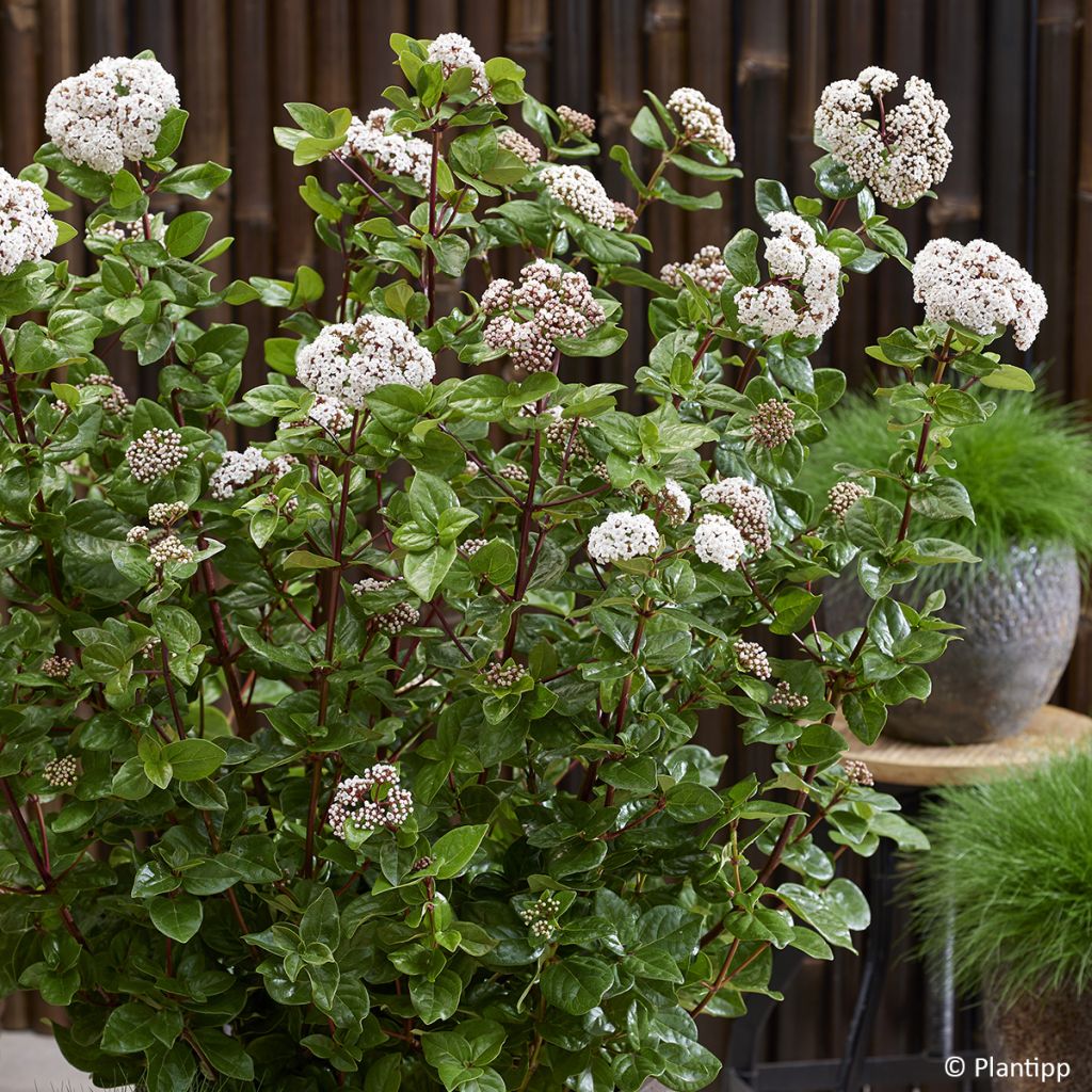 Viburnum tinus Rock'n Rolla - Laurier tin