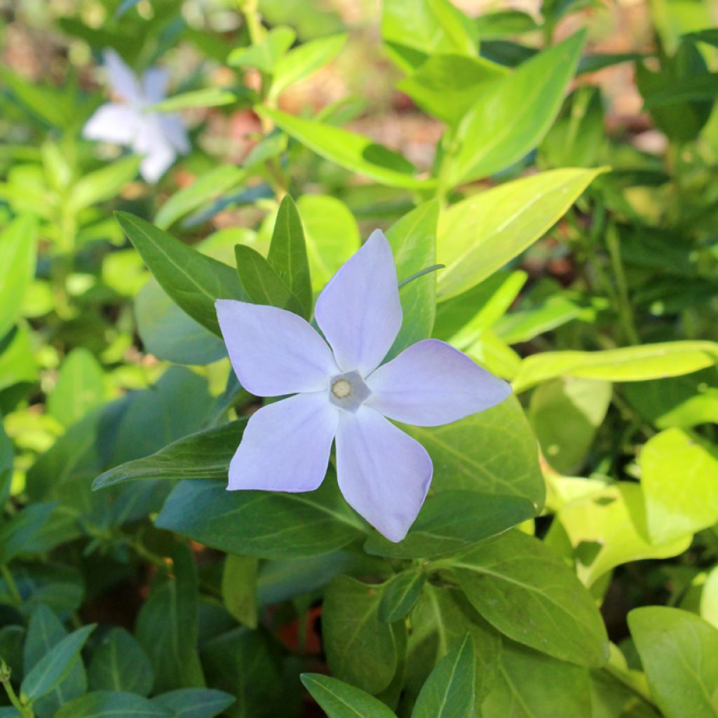 Vinca major - Grande Pervenche