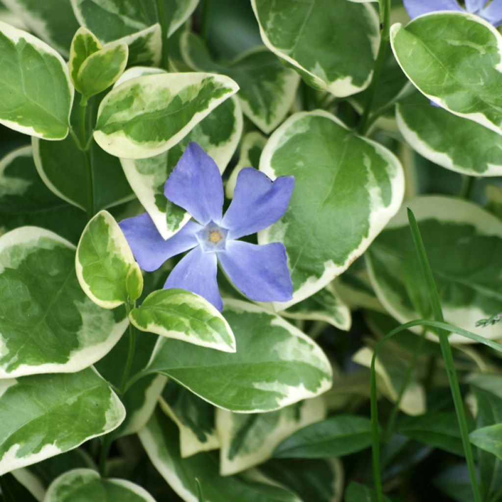 Vinca major Variegata - Grande Pervenche panachée