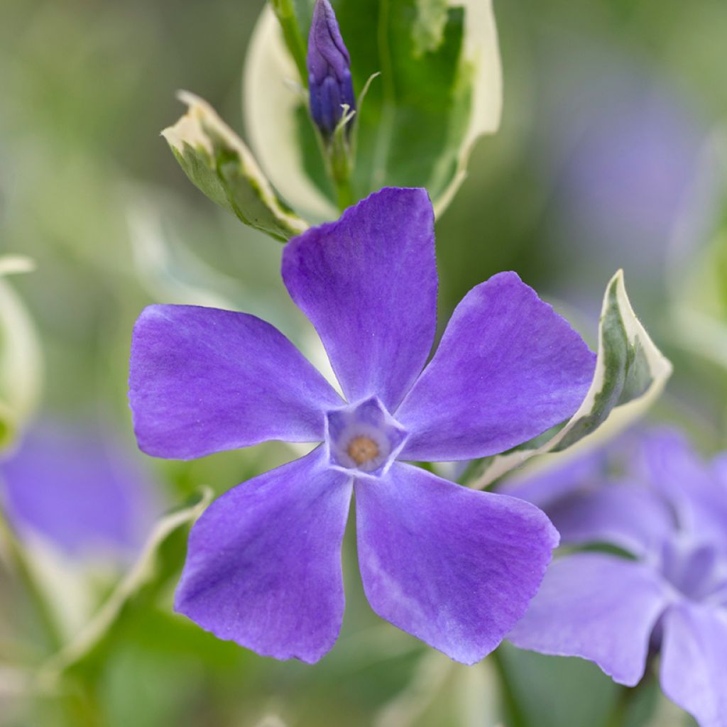 Vinca minor Argenteovariegata - Pervenche panachée à petites fleurs
