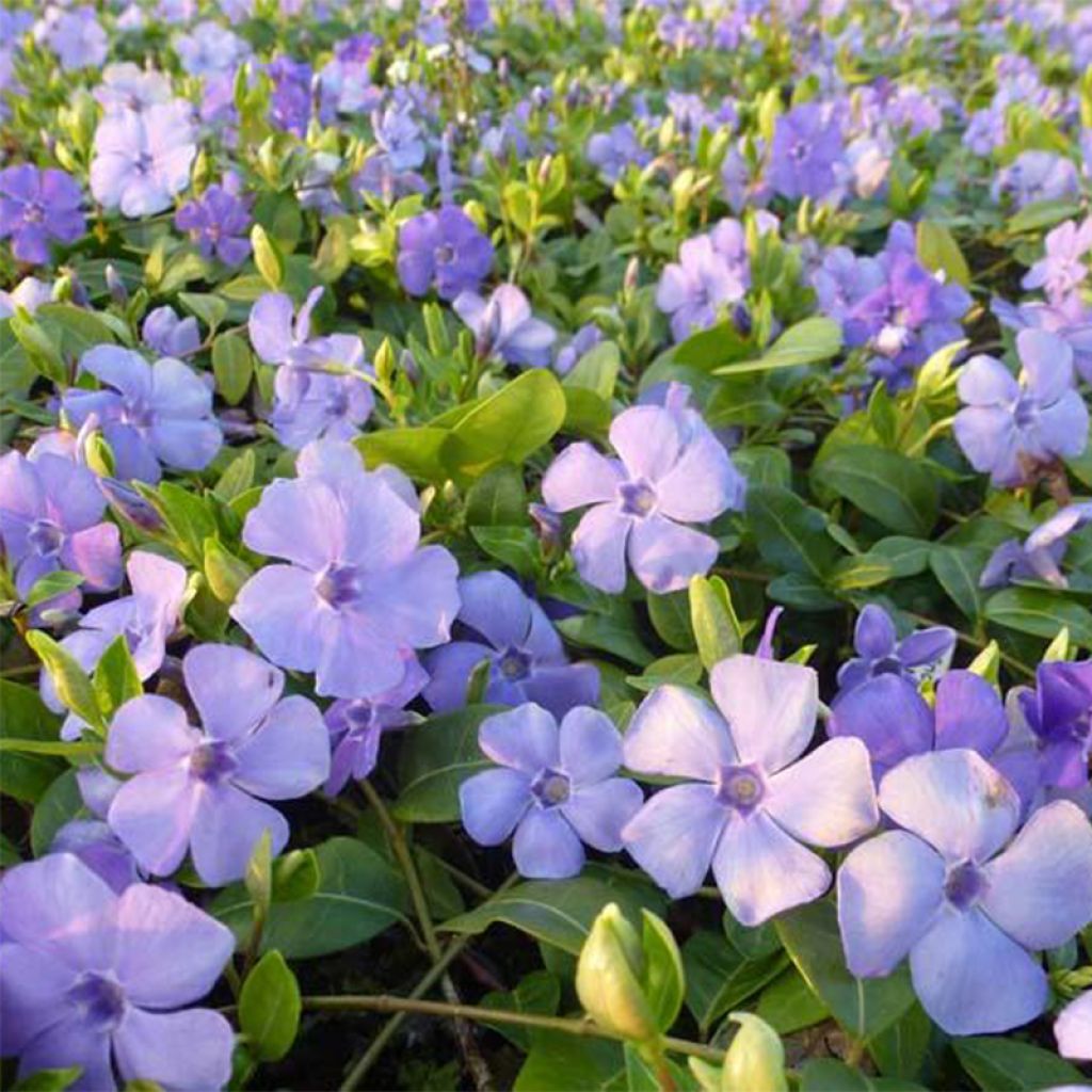 Vinca minor Flower Power - Petite pervenche