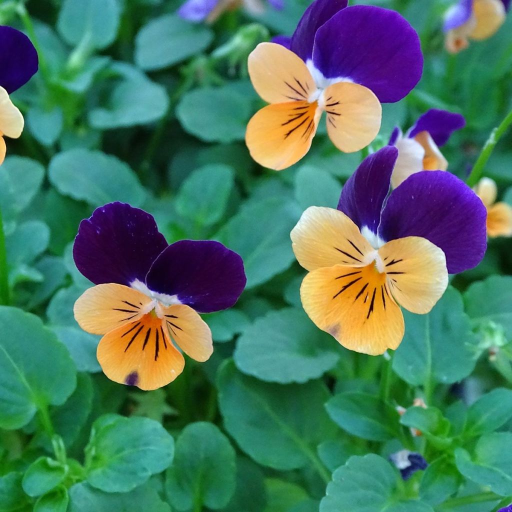 Viola cornuta Butterfly Orange and Purple Mini-motte