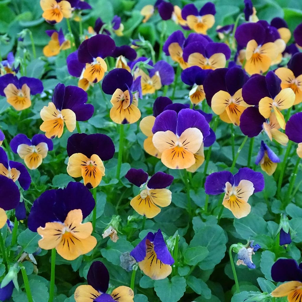 Viola cornuta Butterfly Orange and Purple Mini-motte