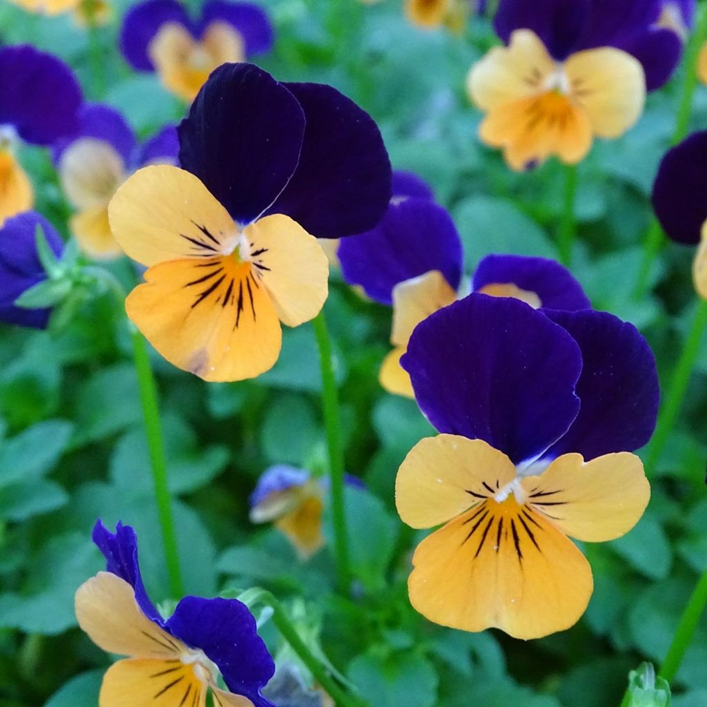 Viola cornuta Butterfly Orange and Purple Mini-motte