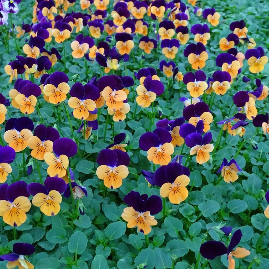 Viola cornuta Butterfly Orange and Purple Mini-motte