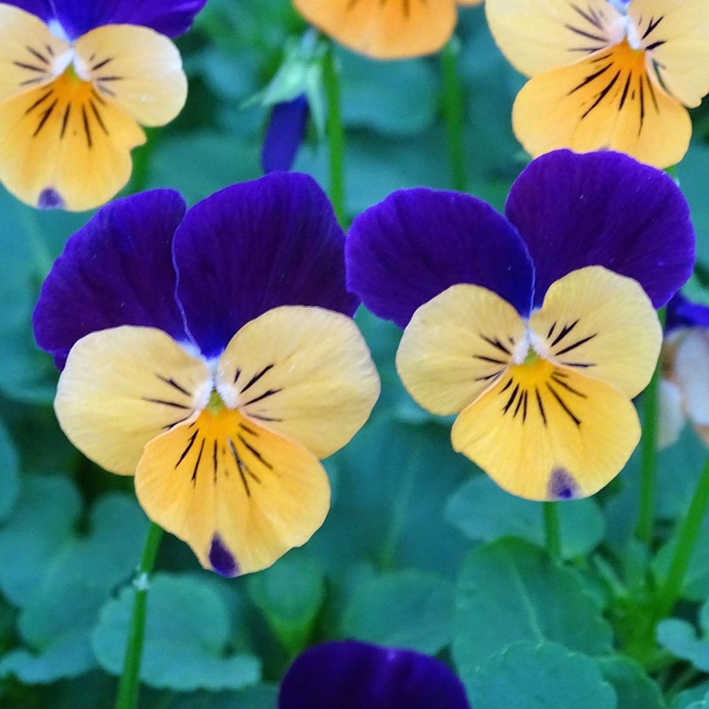 Viola cornuta Butterfly Orange and Purple Mini-motte