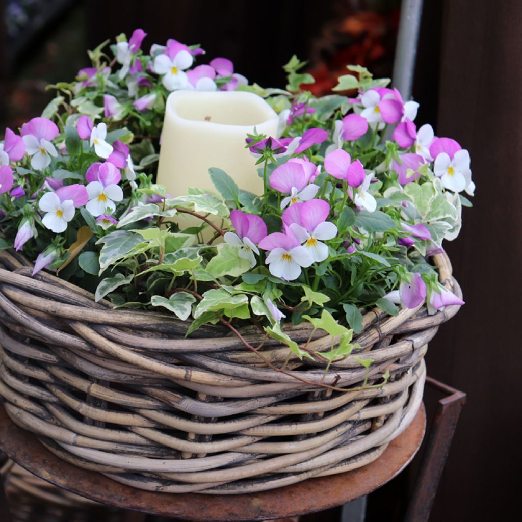 Violette à feuille de lierre - Viola hederacea