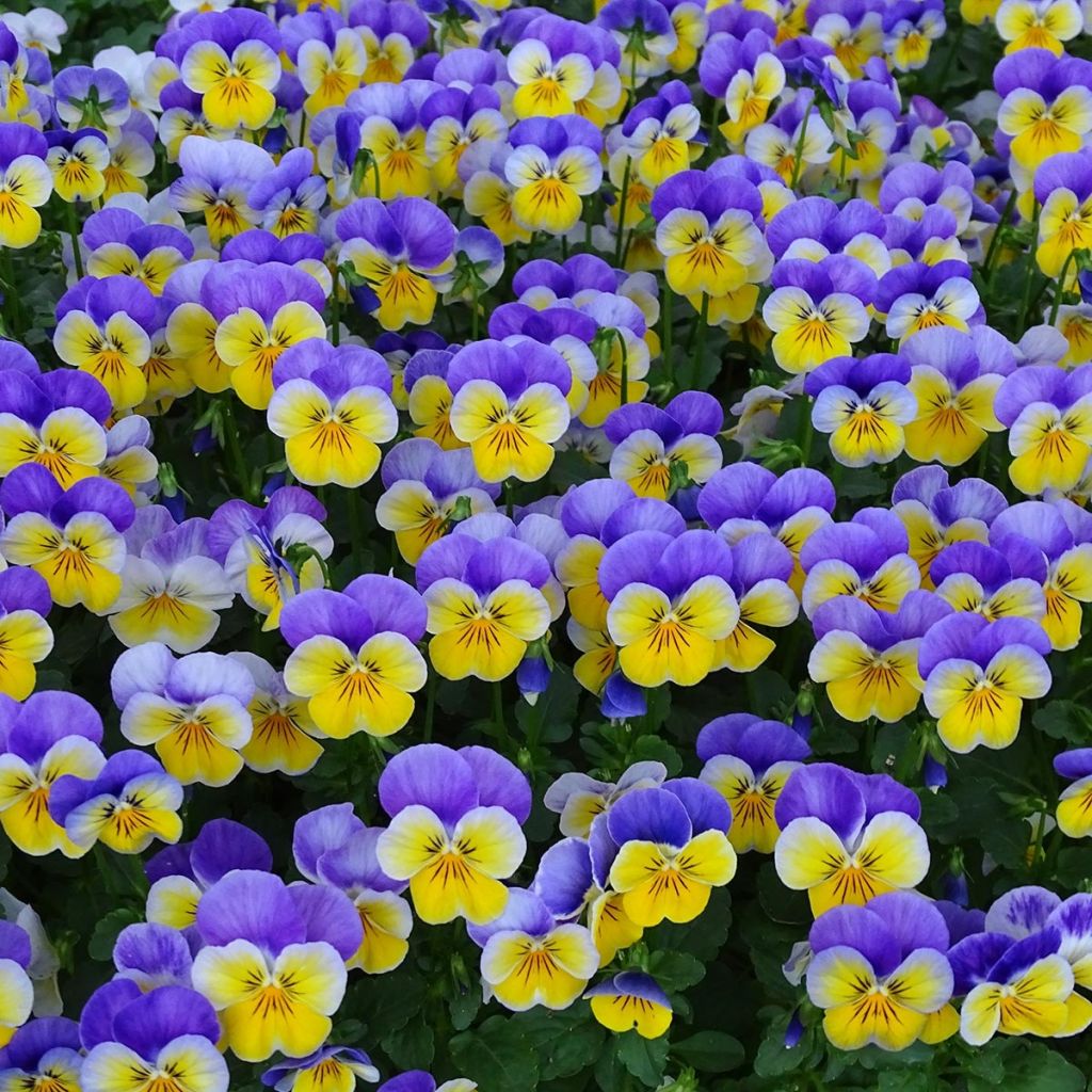 Violette cornue Kitty Surprise Mini-motte