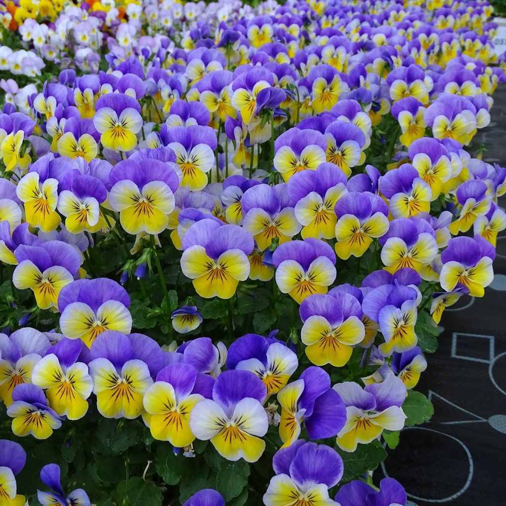 Violette cornue Kitty Surprise Mini-motte