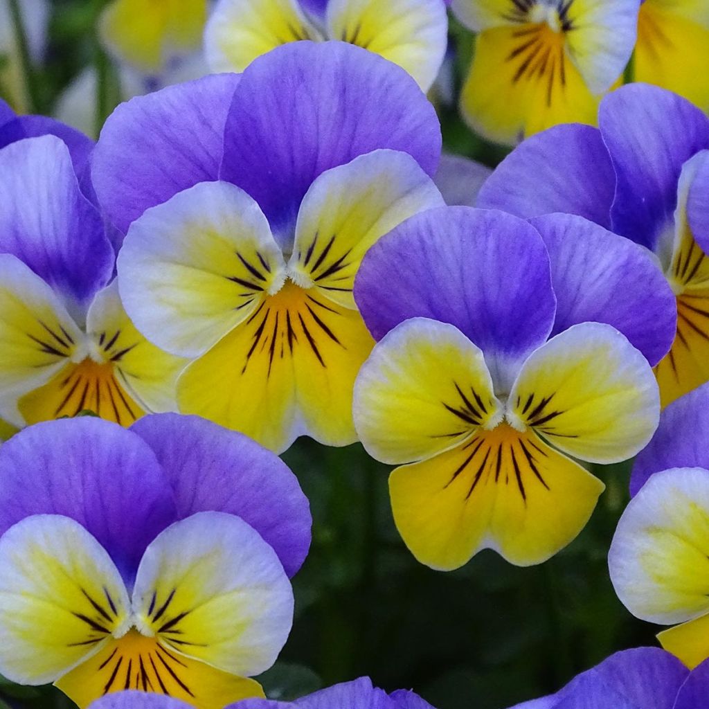 Violette cornue Kitty Surprise Mini-motte