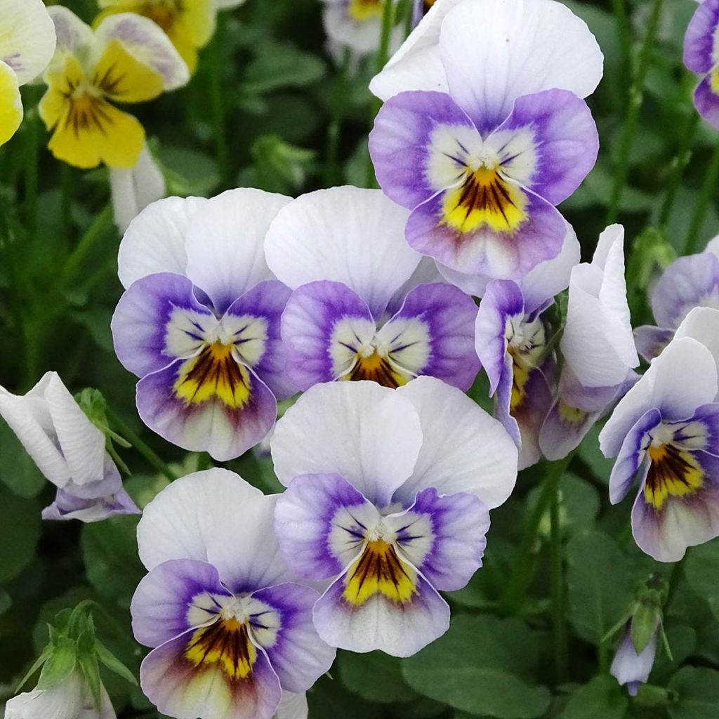 Violette cornue Sorbet Xp Pink Halo Mini-motte