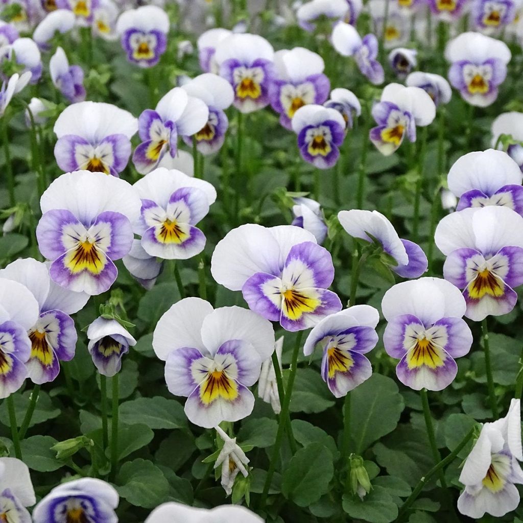 Violette cornue Sorbet Xp Pink Halo Mini-motte