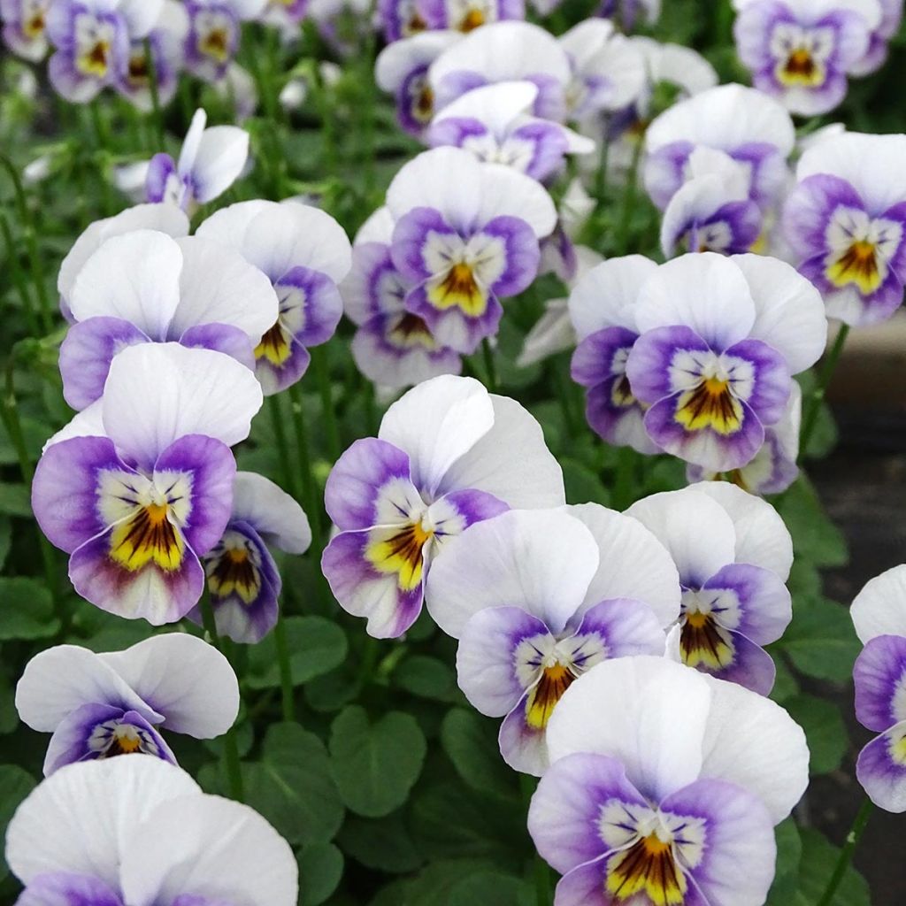 Violette cornue Sorbet Xp Pink Halo Mini-motte