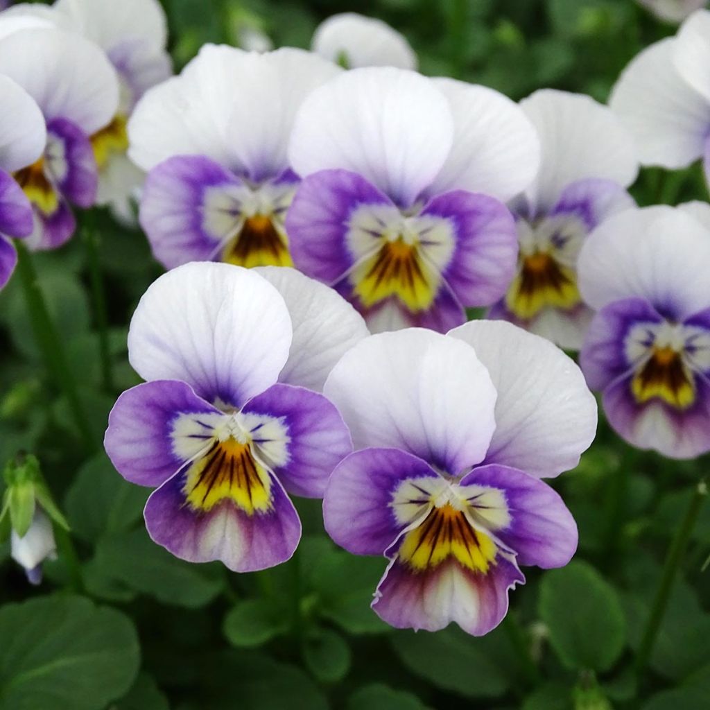 Violette cornue Sorbet Xp Pink Halo Mini-motte