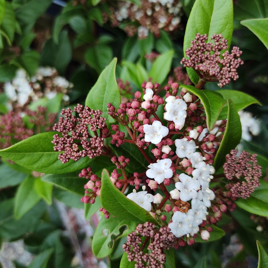 Viorne, Laurier Tin- Viburnum tinus Spirit