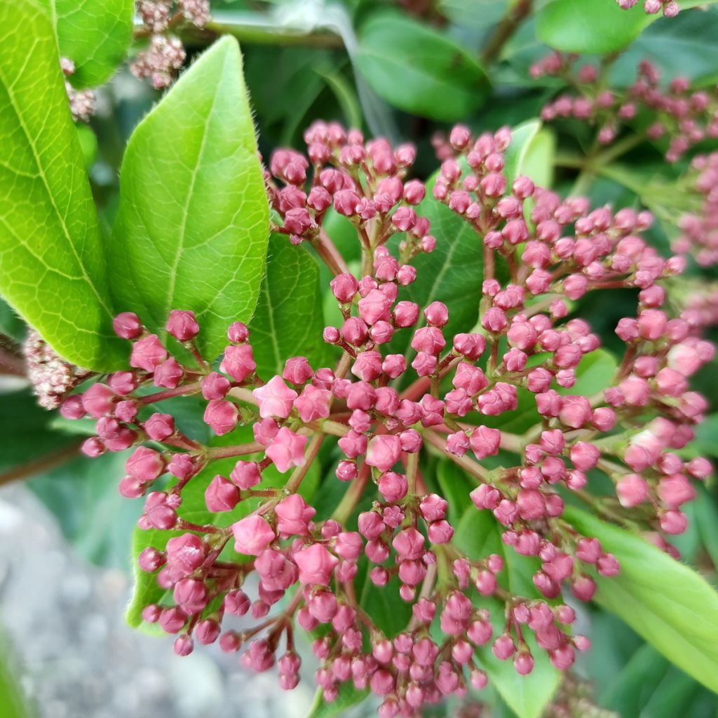 Viorne, Laurier tin - Viburnum tinus Gwenlian