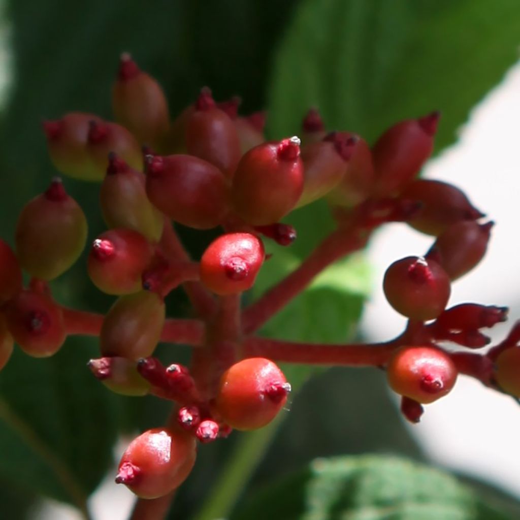 Viorne - Viburnum plicatum Pinkimono